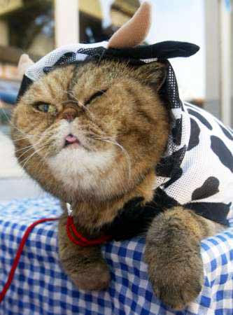 Housecat Gives Gasface on Command