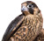 falcon1
