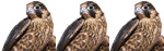 falcon2