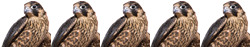 falcon5